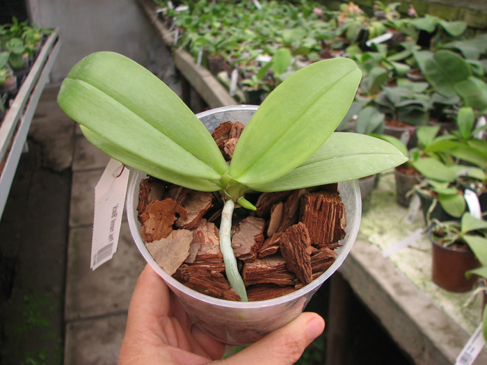 Phalaenopsis mannii 'Black'.jpg