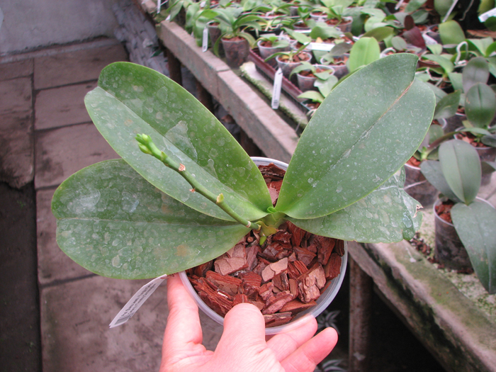 Phalaenopsis (Buena Jewel - Yungho Gelb Canary) x Timothy Christopher.jpg