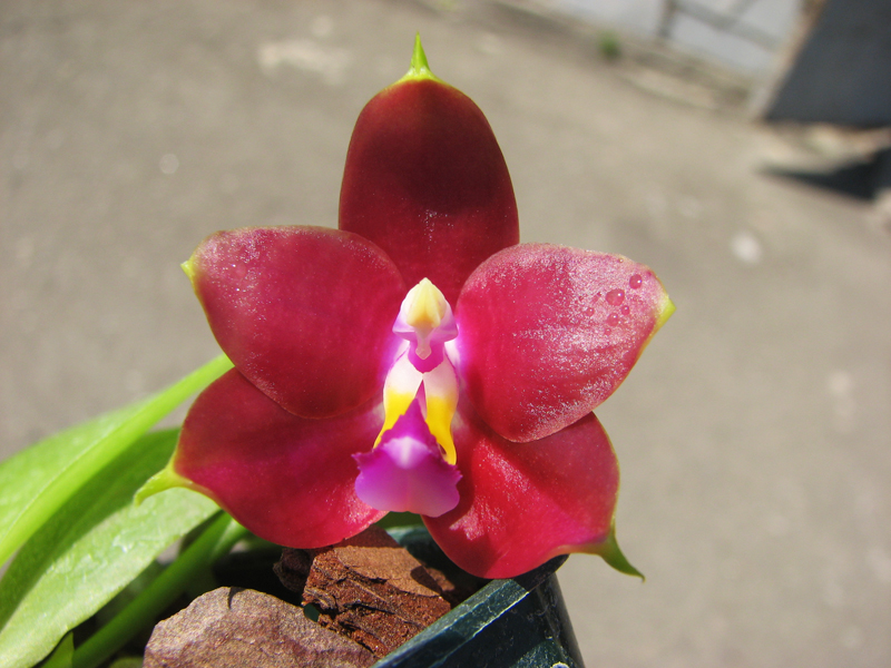 Phalaenopsis Penang Girl.jpg