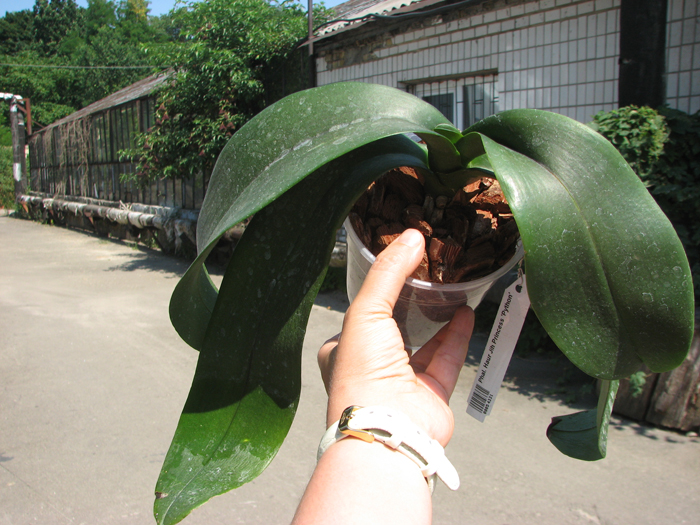 Phalaenopsis Haur Jih Princess 'Python'.jpg