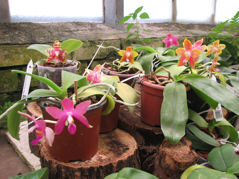 Phalaenopsis.jpg