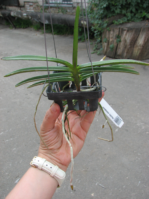 Ascocentrum miniatum.jpg