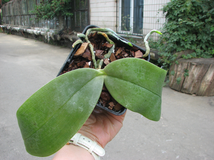 Phalaenopsis gigantea.jpg
