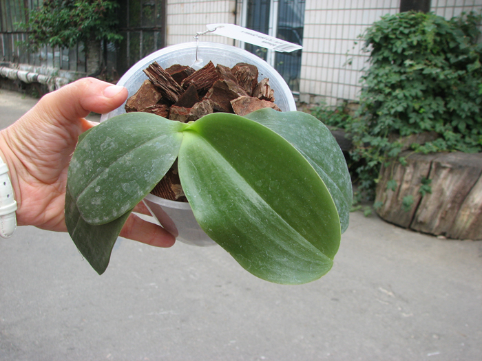 Phalaenopsis Ld's Bear Queen x gigantea.jpg
