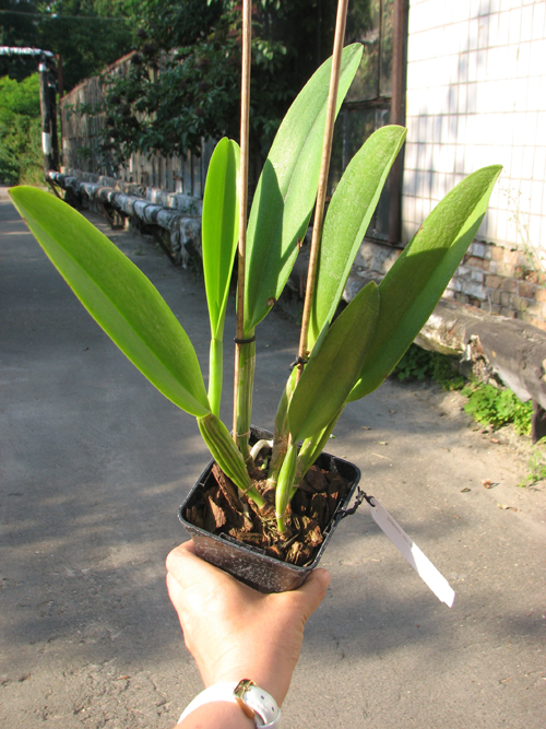Cattleya mossiae amoena.jpg