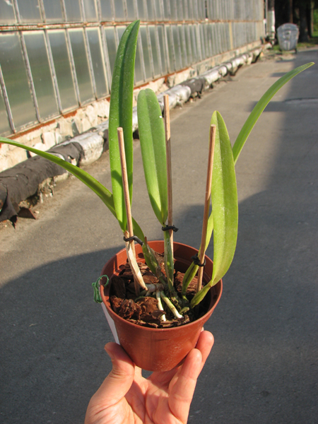 Cattleya mossiae coerulea.jpg