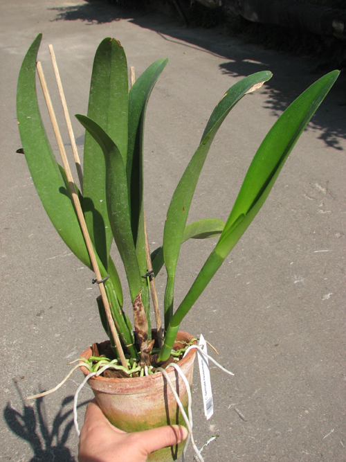 Cattleya Gertrude Hausermann.jpg