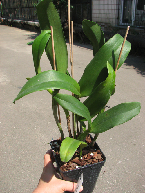 Sophrolaeliocattleya Tutankamen 'Pop'.jpg