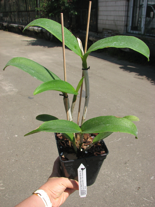 Cattlianthe Sagarik Wax 'Dark Africa'.jpg