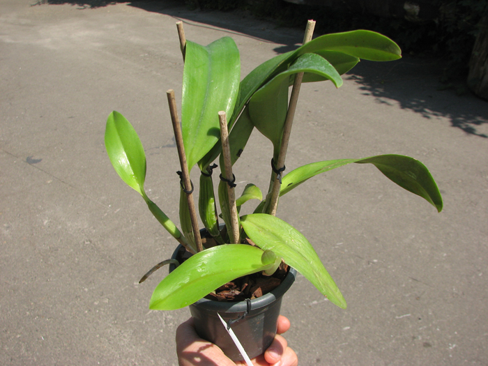 Potinara Ruby Ace 'Abe'.jpg