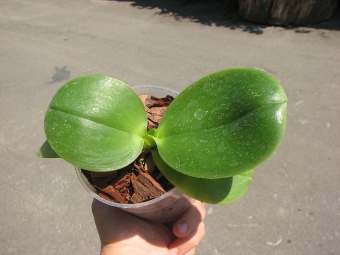 Phalaenopsis KS Red Zebra x (Texes Jewel-tetraspis).jpg