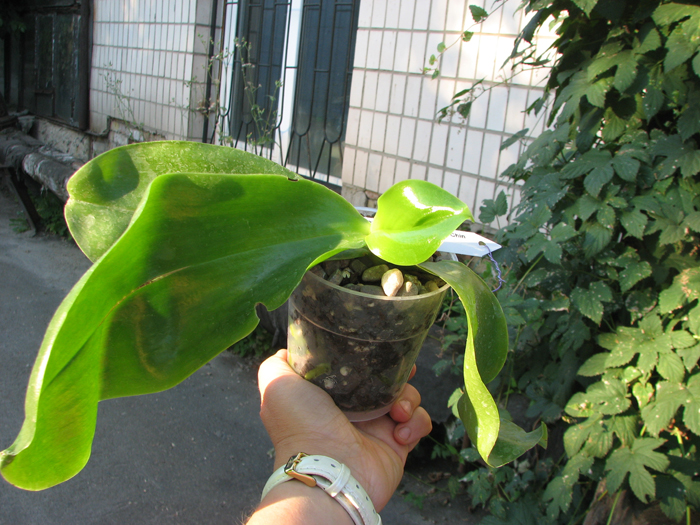 Phalaenopsis Princess Kaiulani 'Chin Yo'.jpg