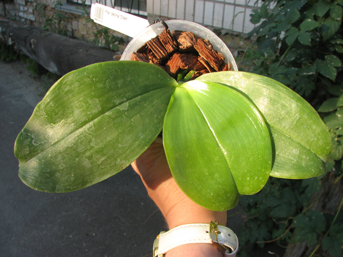 Phalaenopsis bellina 'Chen'.jpg
