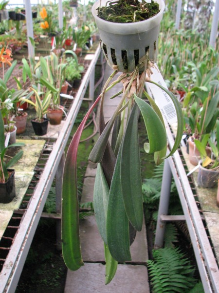 Masdevallia caesia.JPG
