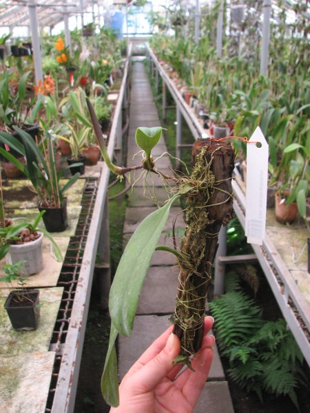 Cirrhopetalum brevibrachiatum.JPG