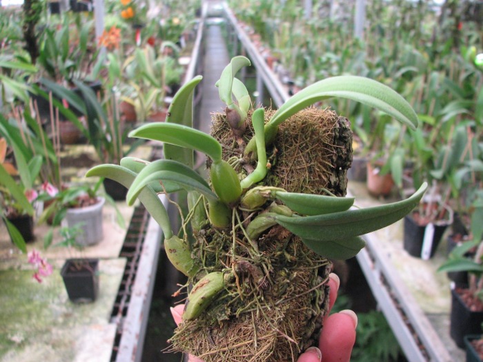 Bulbophyllum fascinator.JPG