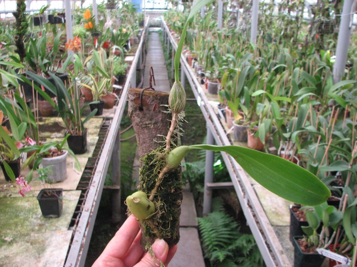 Bulbophyllum coweniorum.JPG
