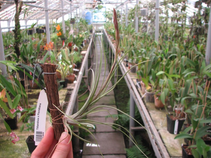 Tillandsia x Floridiana.JPG