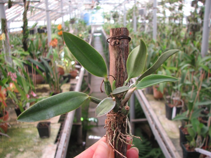 Sophronitis brevipedunculata.JPG