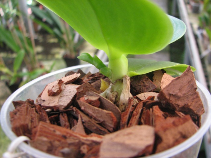 Phalaenopsis KS Red Zebra x (Texes Jewel-tetraspis).JPG