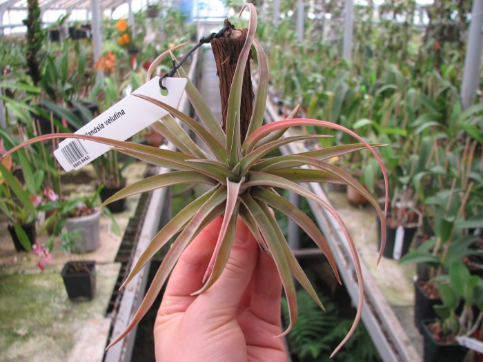 Tillandsia velutina.JPG