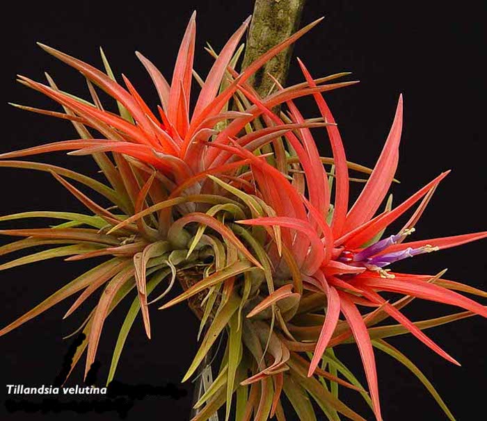Tillandsia velutina .jpg