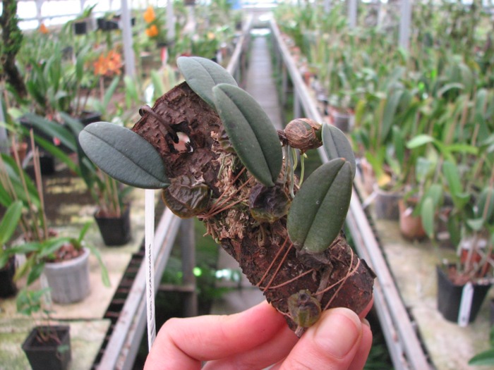 Bulbophyllum bootanoides.JPG
