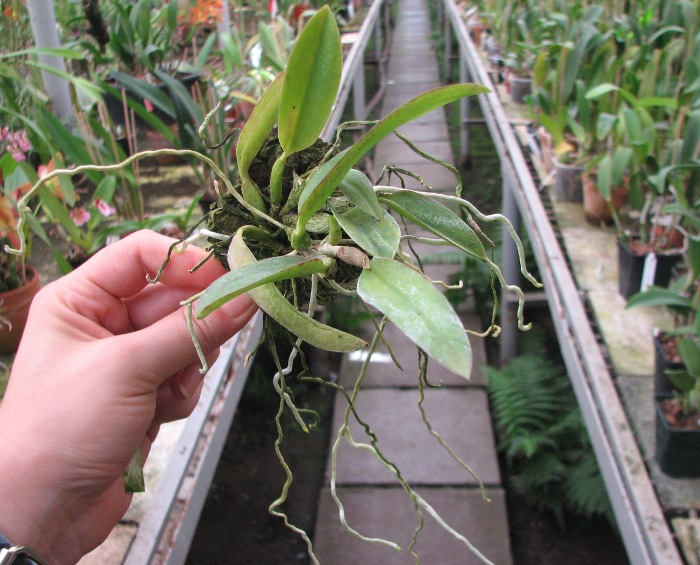 Laelia alaori escura x self.JPG