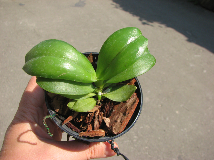 Phalaenopsis Yin's Green Jewel 'Yaphon' x Jennifer Palermo 'C1'.jpg
