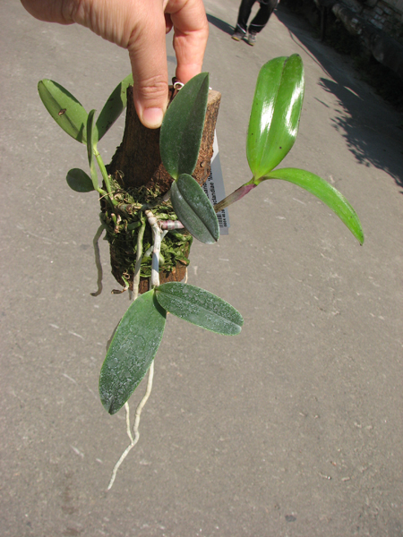 Cattleya aclandiae 'Itaparica' x Cattleya aclandiae 'Mulatinha'.jpg