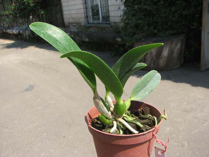 Laelia alaori x praestans.jpg