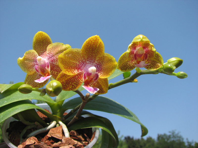 Phalaenopsis Nobby's Pumpkir 'JA4'.jpg