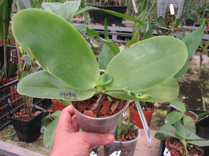 Phalaenopsis Ld's Bear King 'RK-4'.jpg