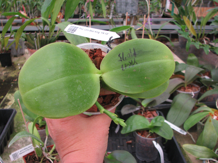 Phalaenopsis Ld's Bear King 'YK-13'.jpg