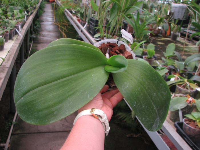 Phalaenopsis gigantea x LD's Bear King.jpg