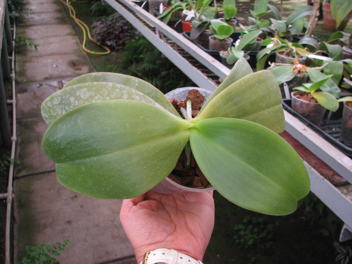 Phalaenopsis gigantea x violacea blue.jpg