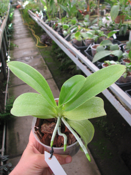phal pulchra.jpg