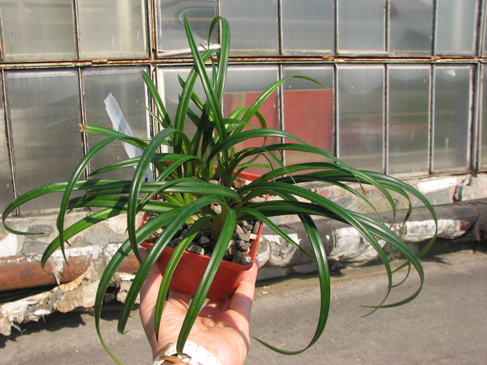 Phragmipedium pearcei.jpg