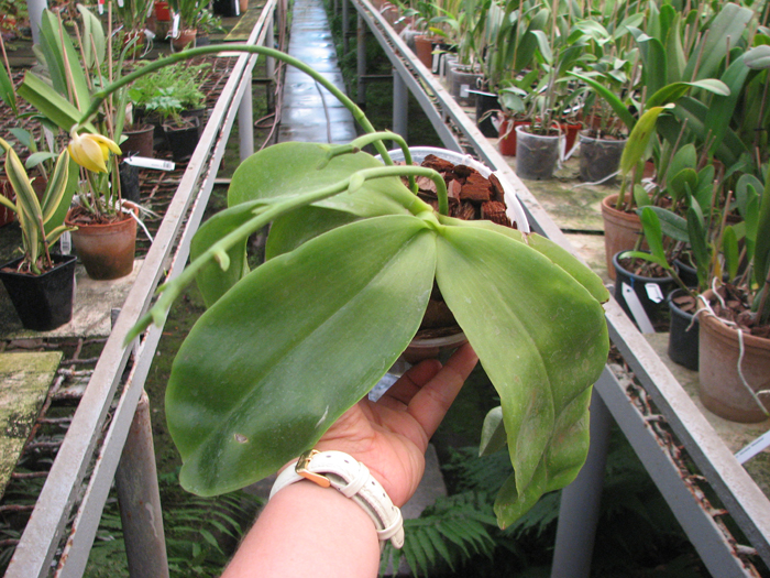 Phalaenopsis Nobby's Green Eagle 'Yaphon'.jpg