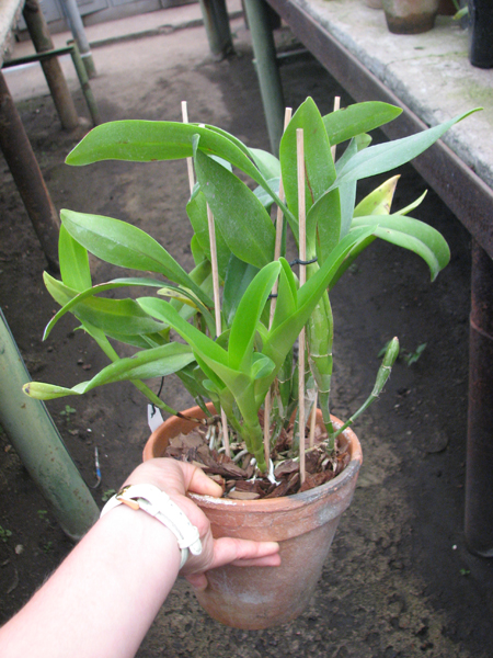 Cattleya skinneri.jpg