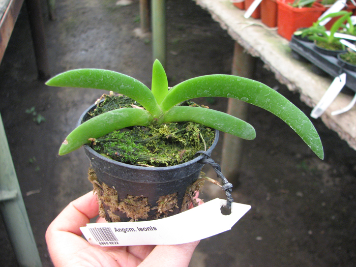 Angraecum leonis.jpg