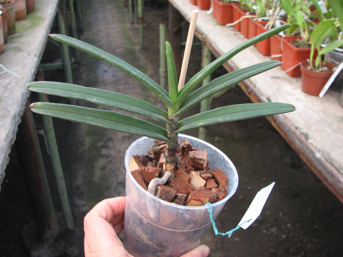 Renanthera monachica.jpg