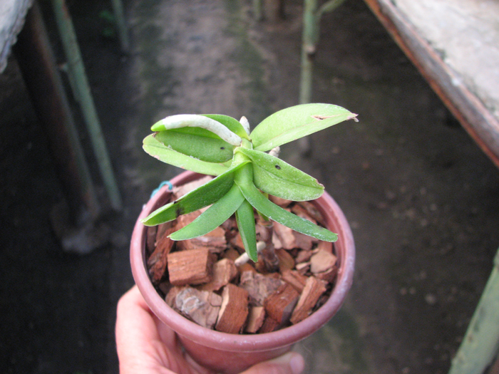 Trichoglottis philippinensis.jpg