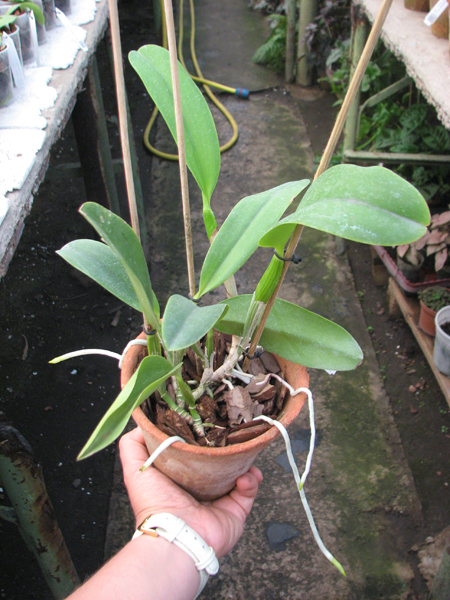 Cattleya warneri semi alba 'Geneva' x Laelia praestans alba.jpg