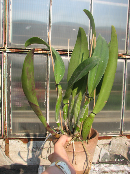 Brassolaeliocattleya Pamela Hetherington.jpg