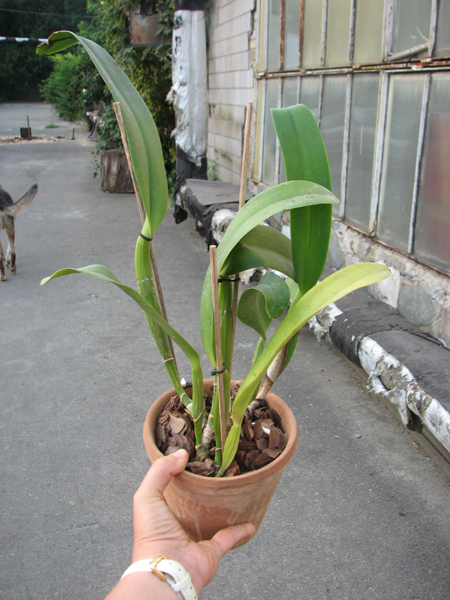 Cattleya Old Sierra (Old Whitey x Sierra Blanca).jpg