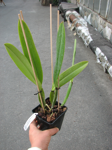 Cattleya schroederae albescens x Cattleya schroederae alba.jpg