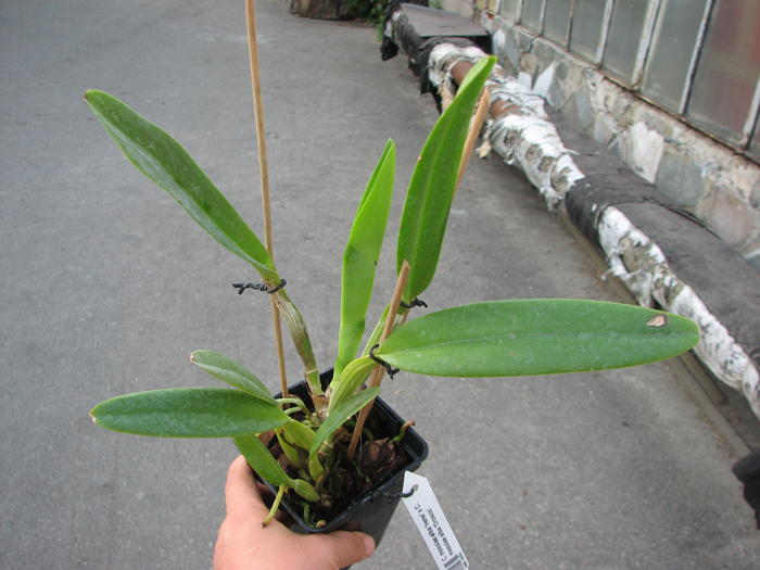 Cattleya mossiae alba 'Irene' x Cattleya mossiae alba 'Orosco'.jpg