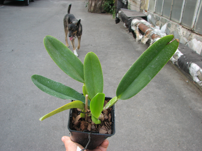 Cattleya labiata alba 'Jassira' (Z-86) x Cattleya labiata alba 'Pernambuco' (BH-200).jpg