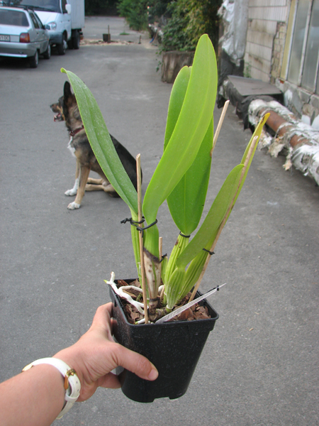Cattleya warneri suavissima 'Ricardo Bells' x Cattleya warneri alba 'Perim'.jpg